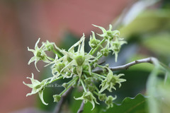 Polyalthia longifolia